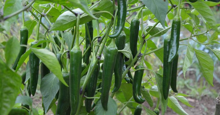 মরিচ চাষ