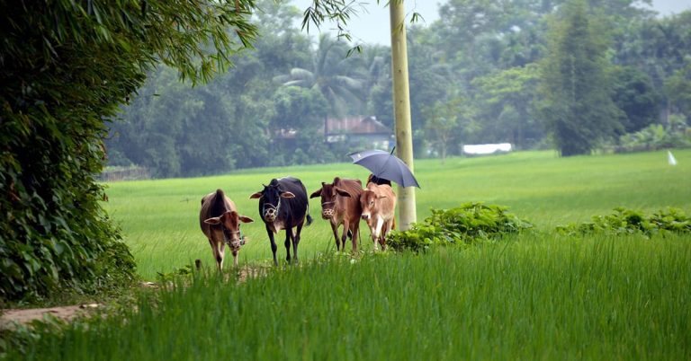 কৃষিক্ষেত্রে বিপর্যয়