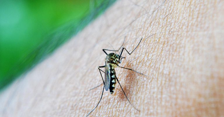 ডেঙ্গু আপডেট